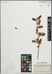 Foto von Salix pentandra L.